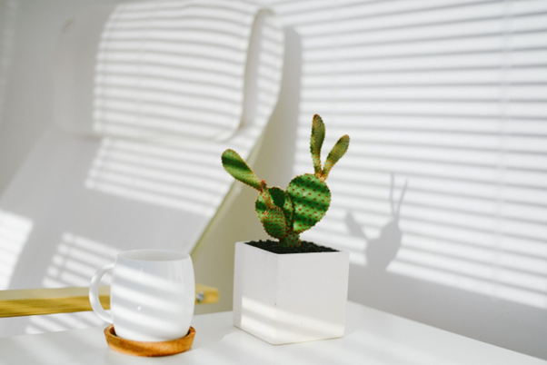 Cactus on a shelf